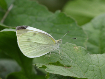 Cabbage White female